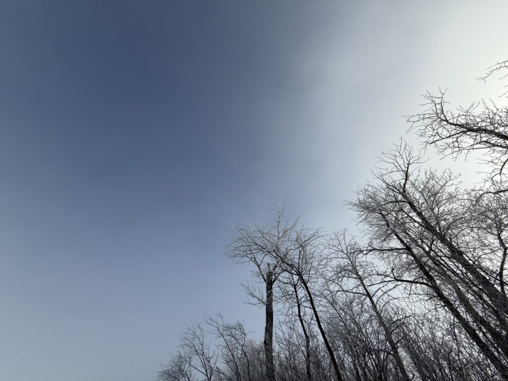 March 30, 2025 - Trees