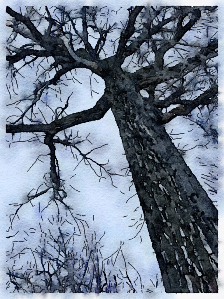 Watercolor - Winter Cottonwood
