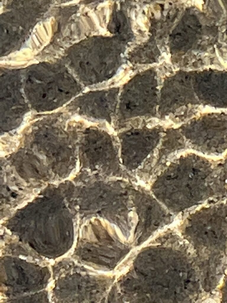 South Saskatchewan River - Reflection