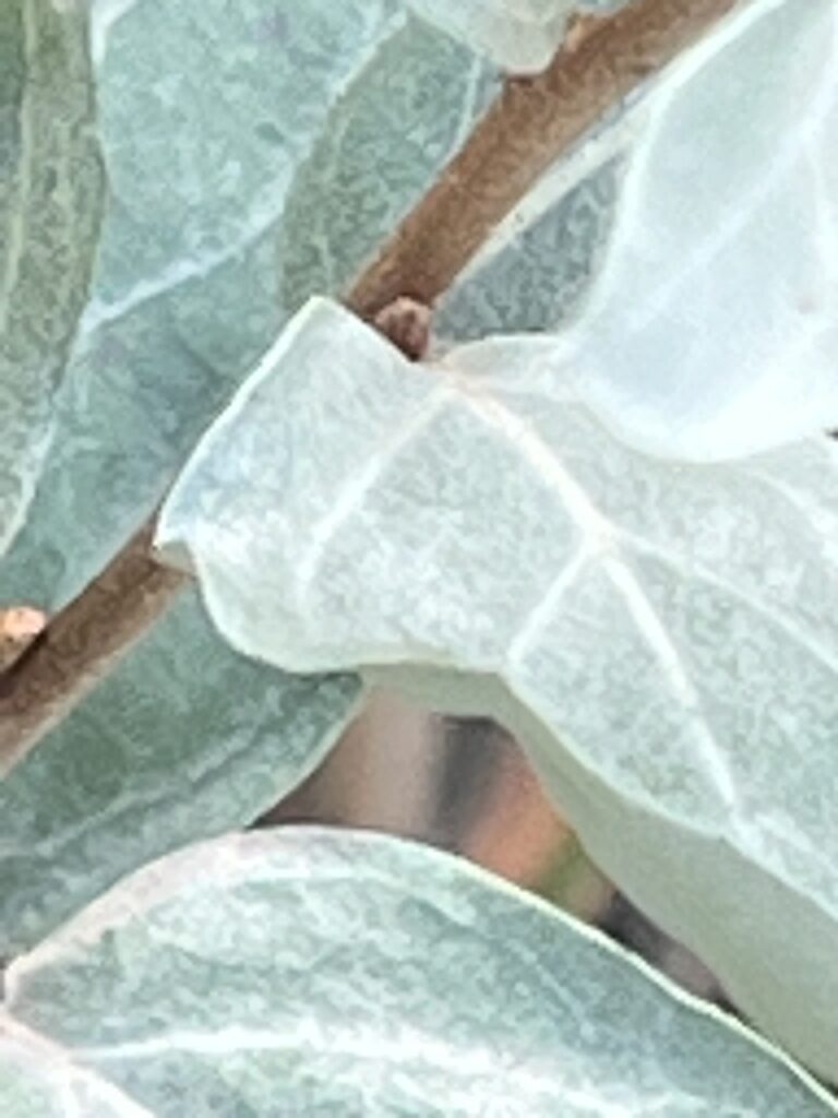 Sage Bush - Close up