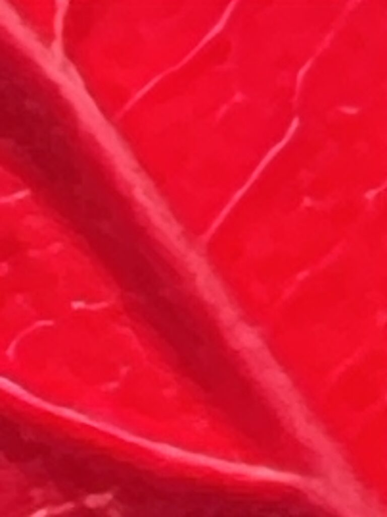 Dogwood Tree Leaf - Close up
