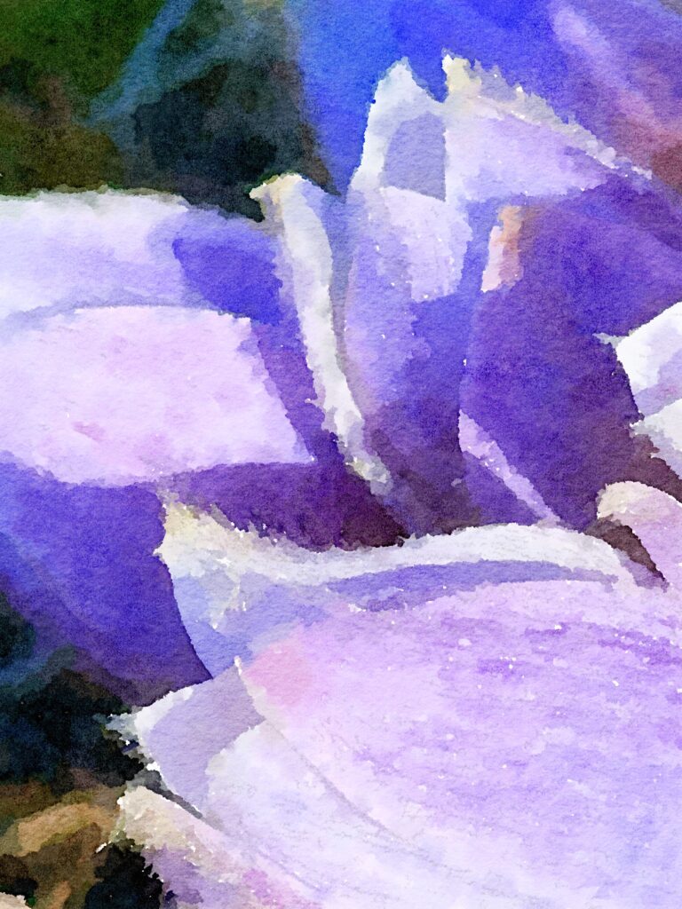 Crocus-27