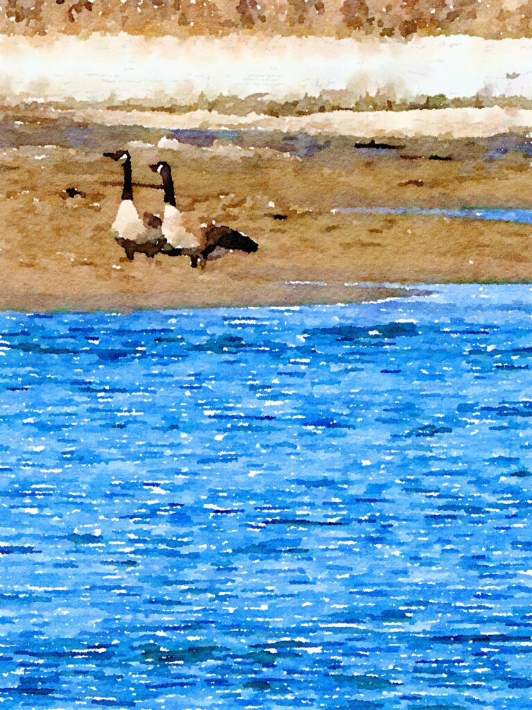 Geese-watercolor
