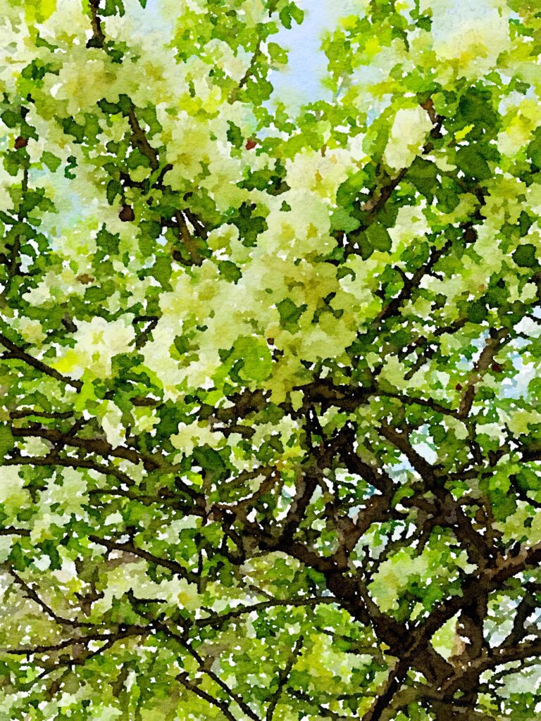 Apple Tree at the farm