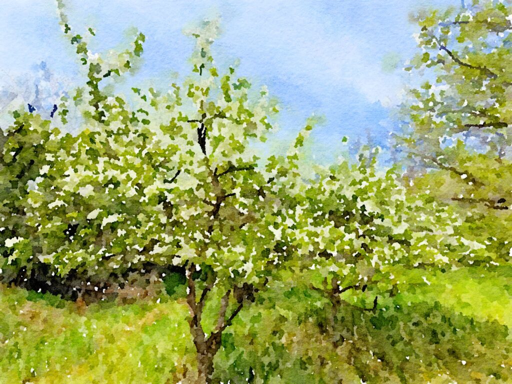 Apple Tree at the farm