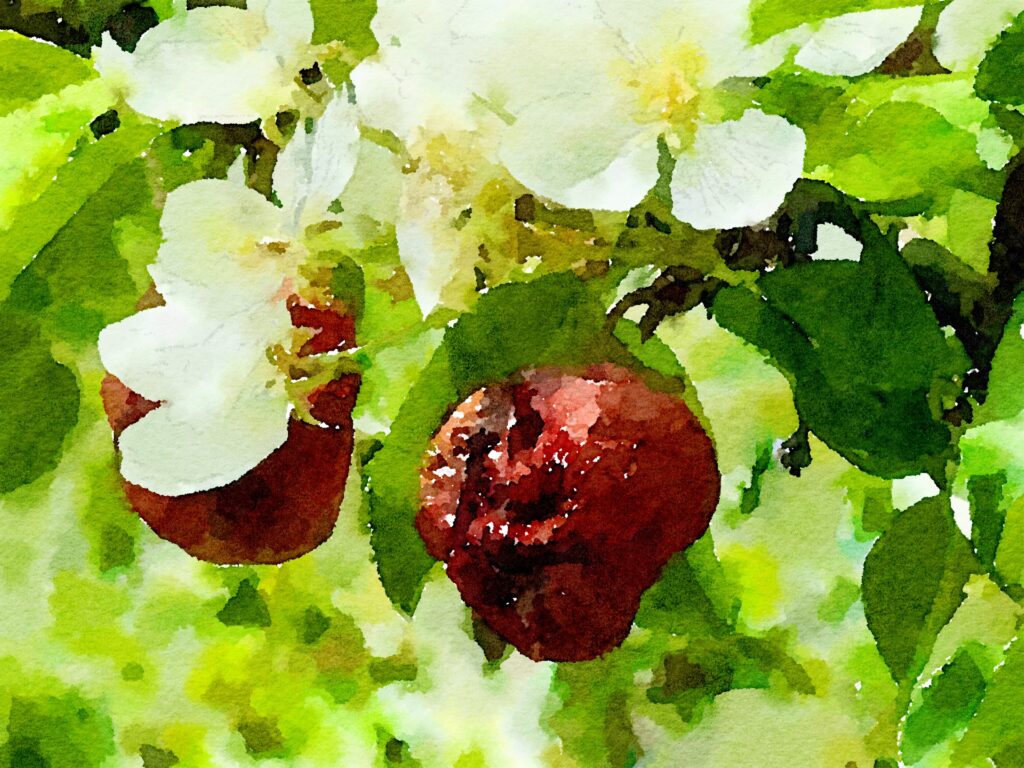 Apple Tree at the farm