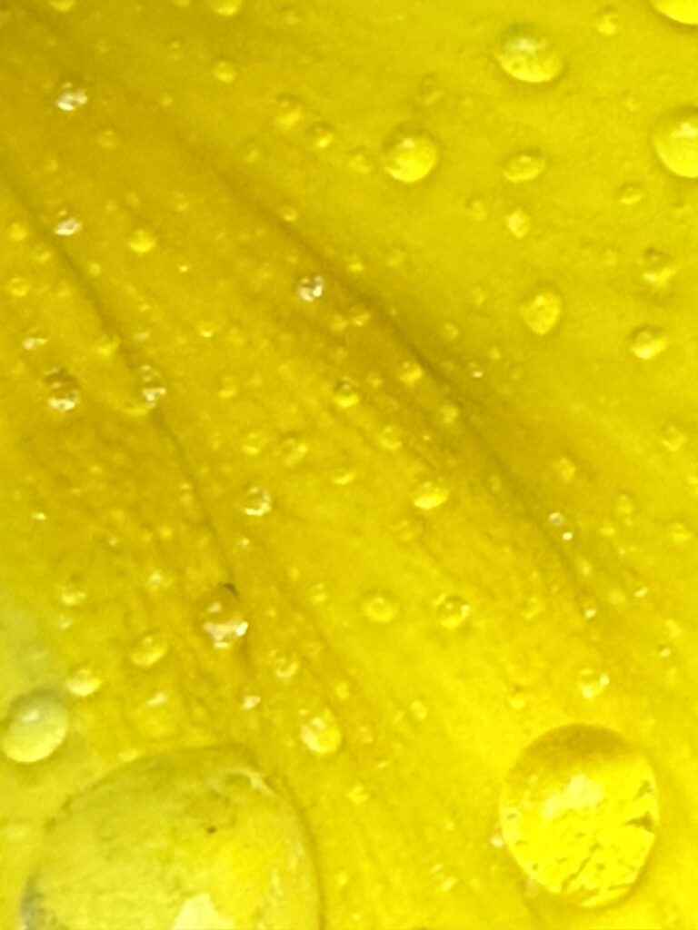 Yellow Pansy with Rain Drops