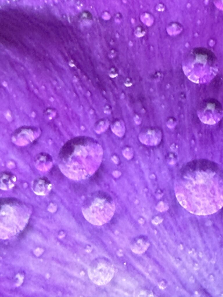 Purple Pansy with Rain Drops